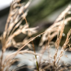 Dew in the Morning
